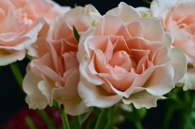 koyu arka plan üzerinde beyaz güller 