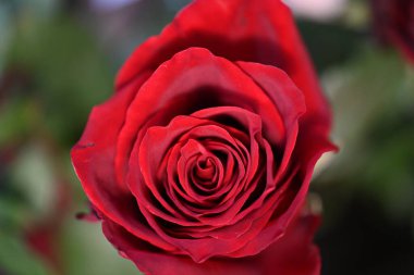 Siyah arkaplanda kırmızı gül 