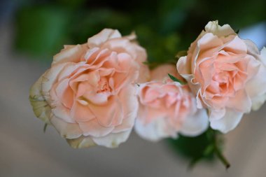 koyu arka plan üzerinde beyaz güller 