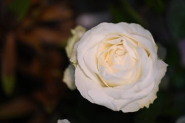 Siyah arkaplanda beyaz gül 