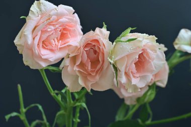 koyu arka plan üzerinde beyaz güller 