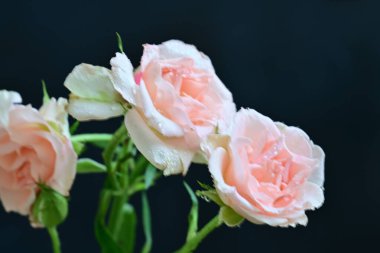 koyu arka plan üzerinde beyaz güller 