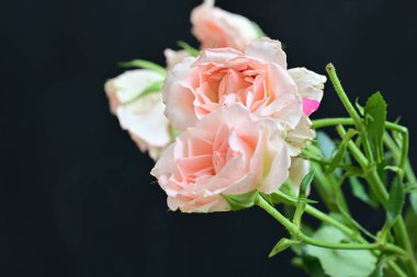 koyu arka plan üzerinde beyaz güller 