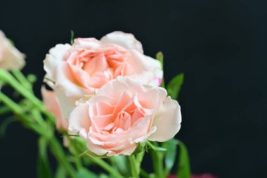 koyu arka plan üzerinde beyaz güller 