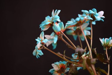 Siyah arkaplanda mavi kasımpatı