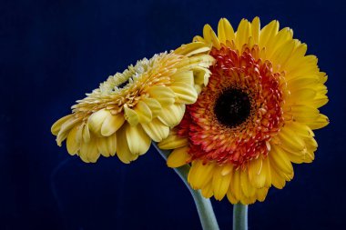 Gerbera çiçeği siyah arkaplanda, yakın plan 