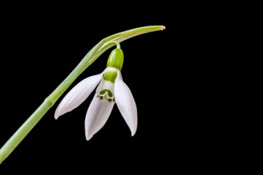 Kar damlası ilk beyaz çiçek. Bahçemin yakın görüntüsü.