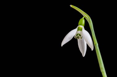 Kar damlası ilk beyaz çiçek. Bahçemin yakın görüntüsü.