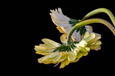 Koyu arkaplanda güzel Gerbera çiçekleri. Yakın plan. 