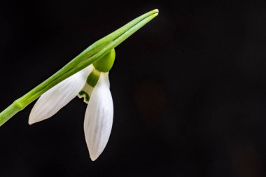 Kar damlası ilk beyaz çiçek. Bahçemin yakın görüntüsü.