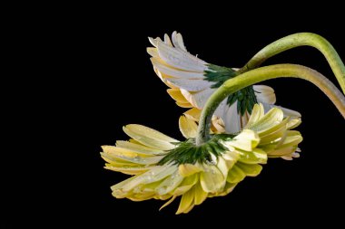 Koyu arkaplanda güzel Gerbera çiçekleri. Yakın plan. 