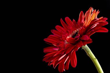 Güzel Gerbera çiçeği siyah arkaplanda yakın görünüm