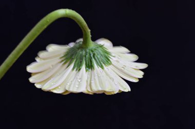 Güzel Gerbera çiçeği siyah arkaplanda yakın görünüm