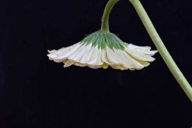 Güzel Gerbera çiçeği siyah arkaplanda yakın görünüm