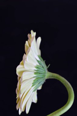 Güzel Gerbera çiçeği siyah arkaplanda yakın görünüm