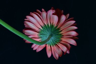 Güzel Gerbera çiçeği siyah arkaplanda yakın görünüm