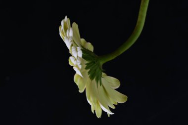 Güzel Gerbera çiçeği siyah arkaplanda yakın görünüm