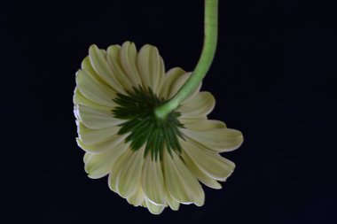 Güzel Gerbera çiçeği siyah arkaplanda yakın görünüm