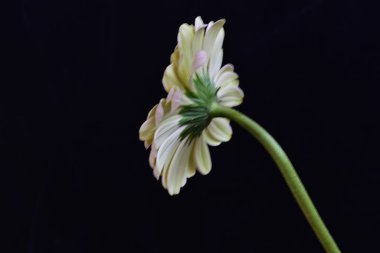 Güzel Gerbera çiçeği siyah arkaplanda yakın görünüm