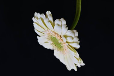 Siyah arka planda güzel Gerbera çiçeği