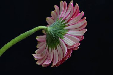 Siyah arka planda güzel Gerbera çiçeği