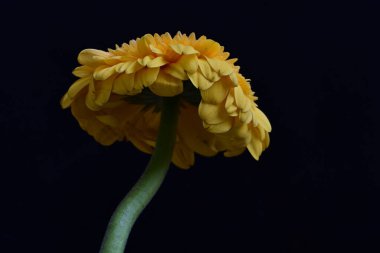 Siyah arka planda güzel Gerbera çiçeği