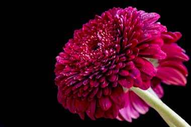 güzel kırmızı kasımpatı çiçekleri siyah arkaplanda 