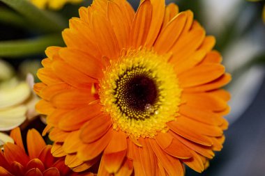 Siyah arka planda güzel Gerbera çiçeği