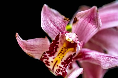 Siyah arkaplanda orkide çiçekleri  