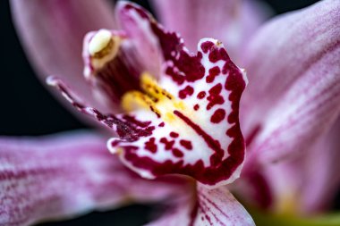 Siyah arkaplanda orkide çiçekleri  