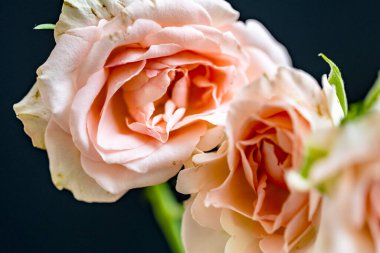 koyu arka plan üzerinde beyaz güller 