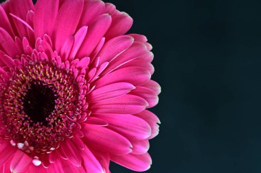 Koyu arkaplanda güzel pembe Gerbera çiçeğinin yakın plan görüntüsü