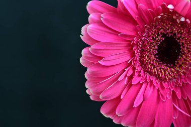 Koyu arkaplanda güzel pembe Gerbera çiçeğinin yakın plan görüntüsü