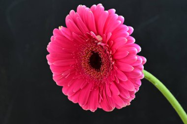 Koyu arkaplanda güzel pembe Gerbera çiçeğinin yakın plan görüntüsü