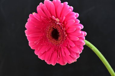 Koyu arkaplanda güzel pembe Gerbera çiçeğinin yakın plan görüntüsü