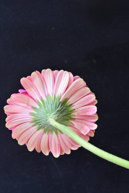 Koyu arkaplanda güzel pembe Gerbera çiçeğinin yakın plan görüntüsü