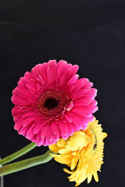 Güzel sarı ve pembe Gerbera çiçekleri koyu arkaplanı kapatır. 
