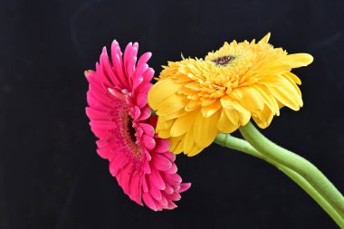 Güzel sarı ve pembe Gerbera çiçekleri koyu arkaplanı kapatır. 