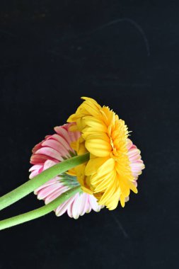 Güzel sarı ve pembe Gerbera çiçekleri koyu arkaplanı kapatır. 
