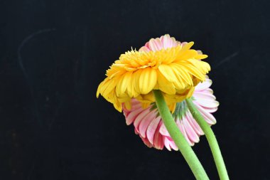 Güzel sarı ve pembe Gerbera çiçekleri koyu arkaplanı kapatır. 