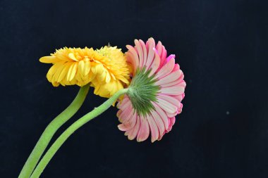 Güzel sarı ve pembe Gerbera çiçekleri koyu arkaplanı kapatır. 