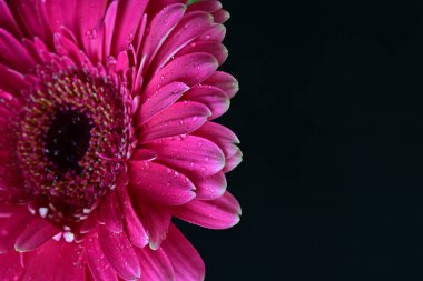 Koyu arkaplanda güzel pembe Gerbera çiçeğinin yakın plan görüntüsü