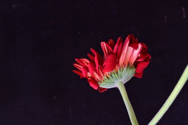 Güzel kırmızı gerbera çiçeği. Koyu arkaplanı kapat. 