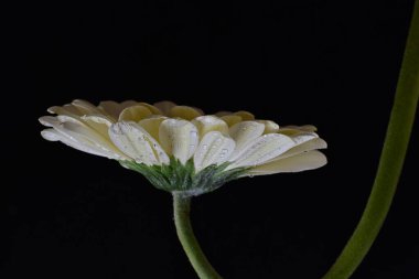 Siyah arka plandaki güzel Gerbera çiçeğinin yakın görüntüsü 
