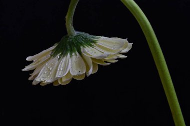 Siyah arka plandaki güzel Gerbera çiçeğinin yakın görüntüsü 