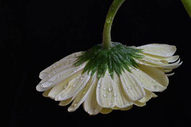 Siyah arka plandaki güzel Gerbera çiçeğinin yakın görüntüsü 