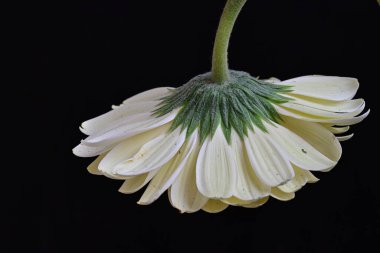 Siyah arka plandaki güzel Gerbera çiçeğinin yakın görüntüsü 