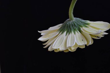 Siyah arka plandaki güzel Gerbera çiçeğinin yakın görüntüsü 