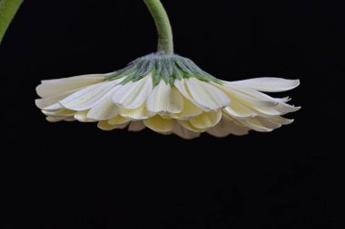 Siyah arka plandaki güzel Gerbera çiçeğinin yakın görüntüsü 