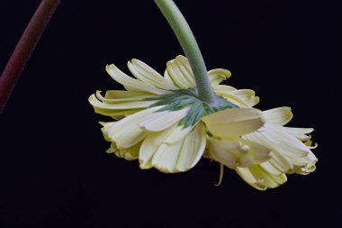 Siyah arka plandaki güzel Gerbera çiçeğinin yakın görüntüsü 